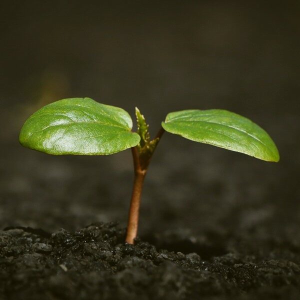 Folk&Curious : Team building sur la fresque du sol. Jeune pousse sortant de terre, symbole de la croissance et du développement de projets durables.